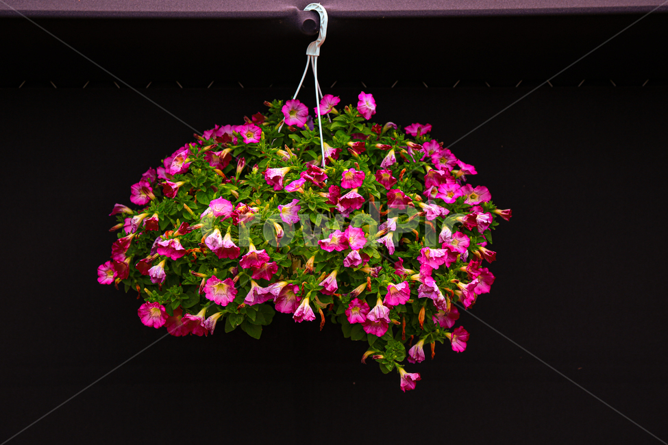 plant,식물,꽃,꽃꽃이,flower,blossom