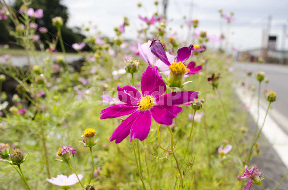 자연,코스모스,가을,꽃,하늘,핑크,가을,계절,fall,autumn,season,식물,자연,plants,nature,꽃,flower,geranium,제라늄,blossom,plant