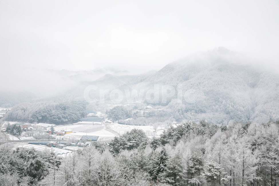 겨울,나무,겨울나무,눈,흰눈,겨울,계절,winter,season,자연,풍경,nature,landscape,outdoors,옥외,fir,전나무,tree,plant,식물
