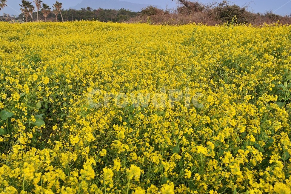 유채꽃,제주도,유채밭,노란꽃,봄,봄꽃,꽃밭,yellow,blossom,flower,십자화과,채소,유채,farm