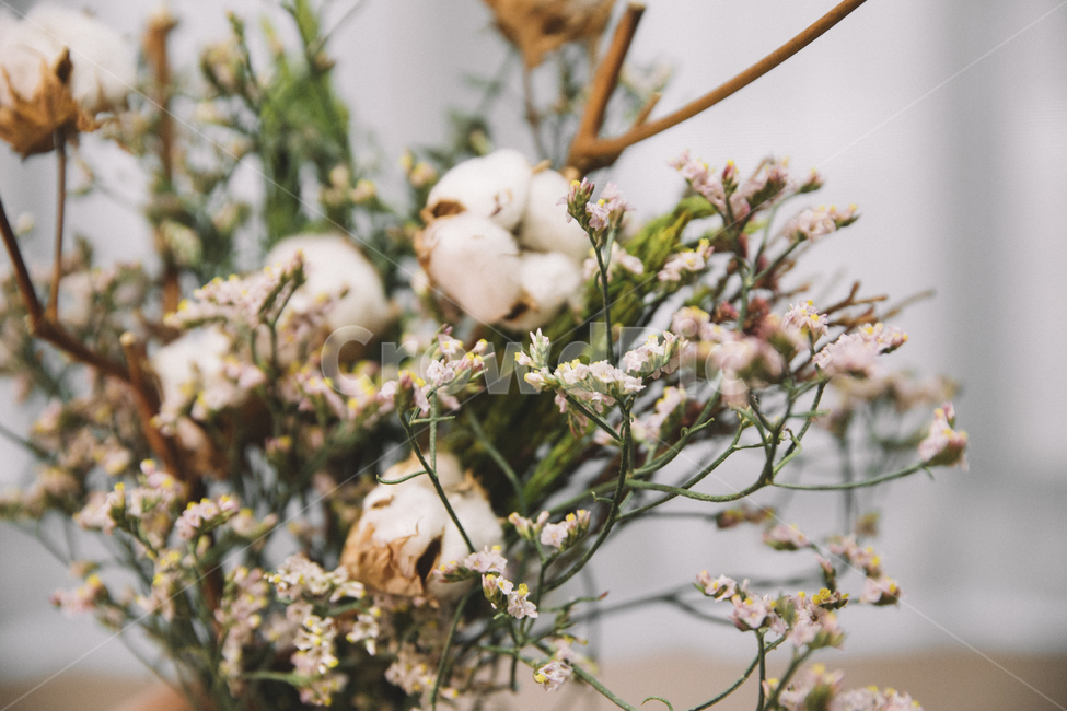 꽃,목화,목화꽃다발,꽃다발,flower,클로즈업,목화솜,꽃송이,안개꽃,나뭇가지,나무,잎사귀,겨울,가을,식물,자연,plants,nature,꽃,flower,실내용화초,화분,화초,house plant,감성,sensible,feeling