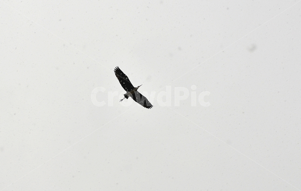 bird,새,flying,나는,animal,동물,aircraft,백로,눈,눈오는,겨울,계절,winter,season,동물,animal,조류,새,birds