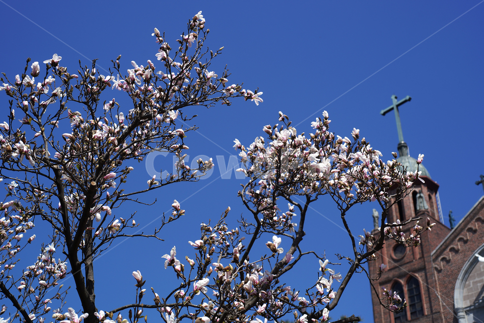 목련,봄,목련나무,kobusmagnolia,성당