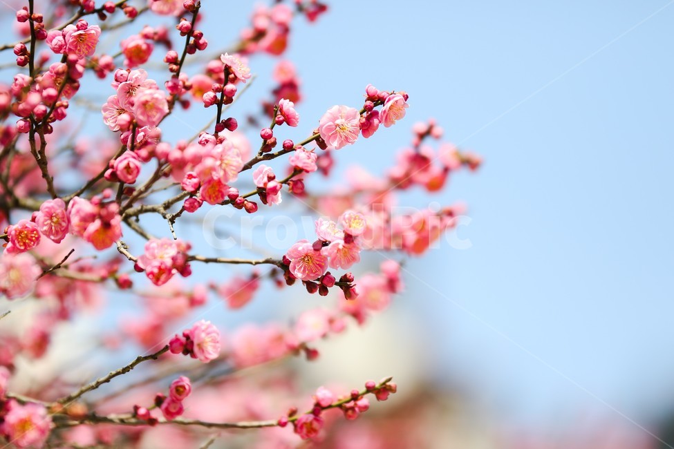 plant,식물,flower,꽃,홍매화