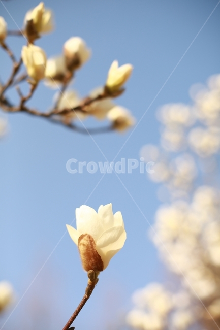 봄,목련,흰꽃,하얀꽃,흰색꽃,봄,계절,spring,season,식물,자연,plants,nature,꽃,flower,plant
