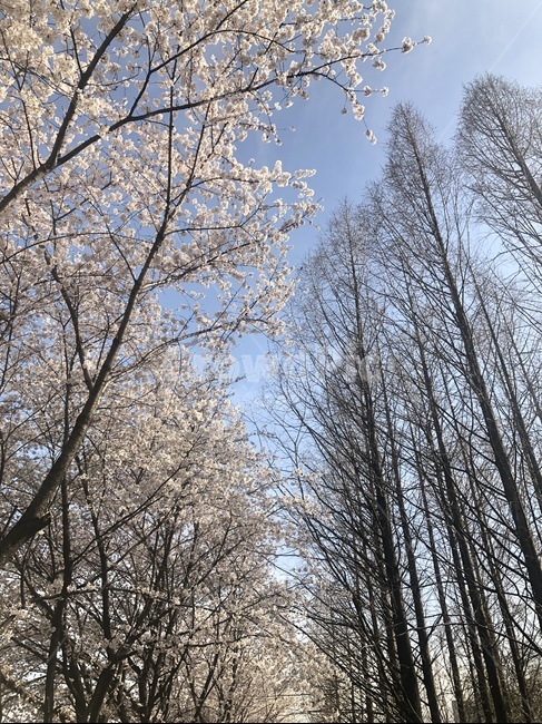 꽃,나무,개나리,하늘,봄,봄,계절,spring,season,자연,풍경,nature,landscape,식물,plants,나무,trees,wood,tree,plant