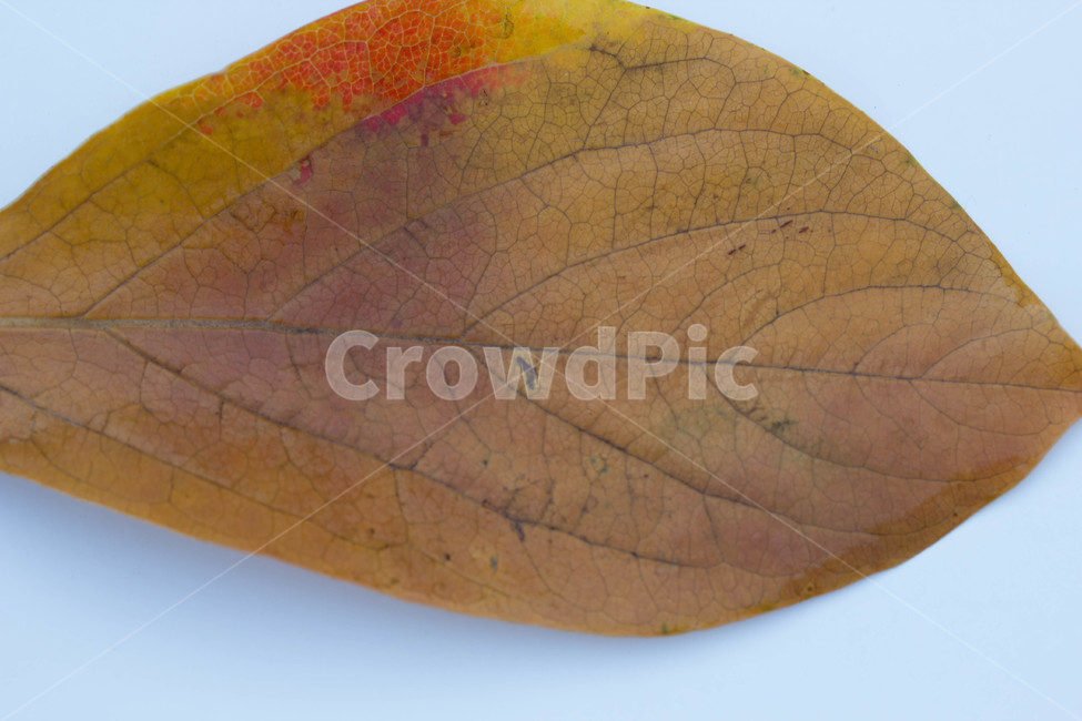 노랑,주황색,계절별,계절,노화,갈색,시즌,배경,단풍,가을,낙엽,잎,leaf,plant,식물,가을,계절,fall,autumn,season