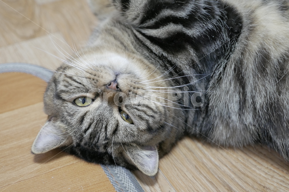고양이,개냥이,동물,애교,귀여운,동물,animal,포유류,mammal,고양이,cat,kitten,kitty