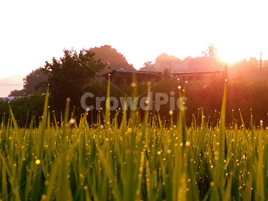 논,시골,풍경,아침,빛,해,벼,보케,식물,자연,plants,nature,휴식,힐링,rest,relaxation,healing