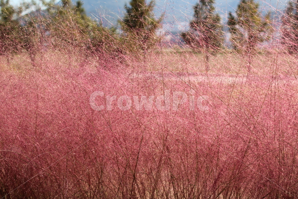 가을,핑크뮬리,자연,nature,park,가을,계절,fall,autumn,season,식물,자연,plants,nature,꽃,flower,plant,grass,잔디,tree,나무