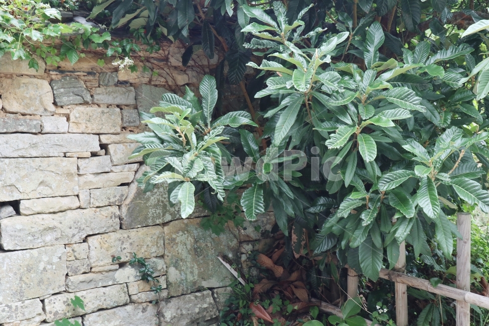 돌담,나무,식물,잎,풀,담,일본,식물,자연,plants,nature