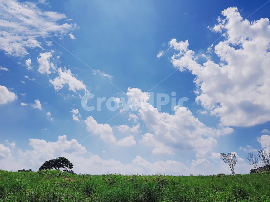 nature,자연,outdoors,tree,나무,하늘,푸른하늘,자연,풍경,nature,landscape,옥외