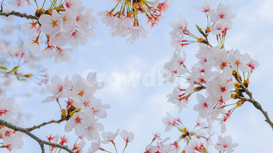 봄,벚꽃,자연,꽃,cherryblossom,sakura,spring,nature,flower,봄,계절,spring,season,plant,식물,blossom