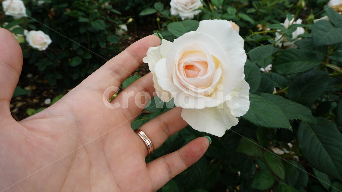 장미,장미축제,흰색,꽃,감성,사진,flower,nature,season,계절,자연,식물,식물,자연,plants,nature,꽃,flower
