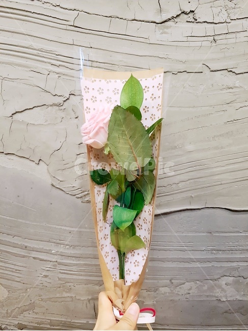 장미,선물,꽃선물,꽃,분홍장미,flower,감성