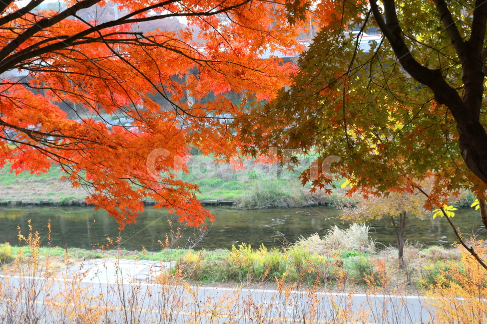 나무,단풍,단풍나무,식물,가을,자연,가을,계절,fall,autumn,season,식물,자연,plants,nature,tree,plant,leaf,잎,maple