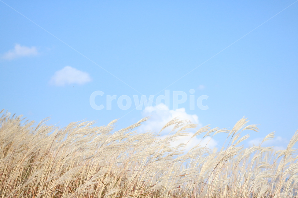 grass,plant,식물,lawn,잔디,억새,민둥산,가을억새,가을,계절,fall,autumn,season,자연,풍경,nature,landscape,식물,plants