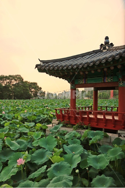 전주,덕진공원,전주덕진공원,jeonju,deokjinpark,한국전통,한국문화,korean traditional,korean culture,건축물,건물외관,exterior,building,structure,architecture,construction
