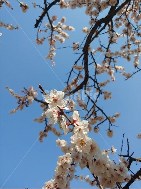 봄,하늘,벚꽃,나무,꽃