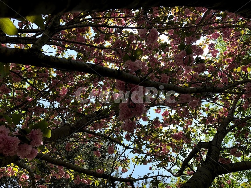 꽃,봄꽃,flower,벚꽃,꽃잎,pink,분홍,겹벚꽃