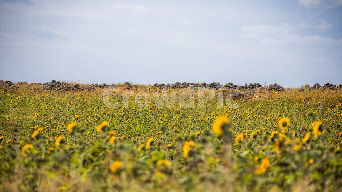 해바라기,하늘,가파도,구름,풍경,자연,풍경,nature,landscape,식물,plants,꽃,flower,outdoors,옥외,grassland,목초지,field,들