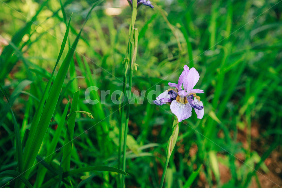 붓꽃,꽃,초록,풀,풀잎,보라,자연,싱그러움,햇살,식물,자연,plants,nature,꽃,flower