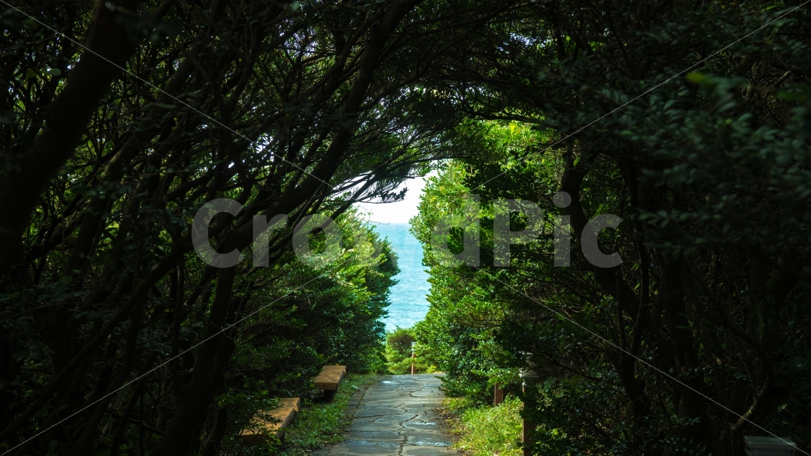 제주도,한반도,한국,대한민국,남원큰엉,숲,숲길,자연,풍경,nature,landscape,한국자연풍경,한국자연경관,korea nature landscape,식물,plants,나무,trees,wood,garden,정원,outdoors,옥외,arbour,정자