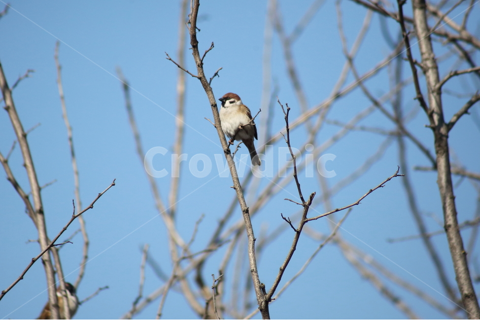 bird,새,animal,동물,참새,작은새,동물,animal,조류,새,birds