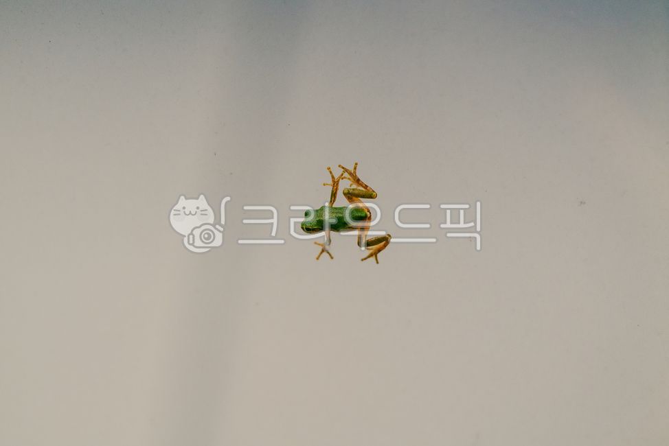 청개구리,귀여운,개구리,동물,양서류
