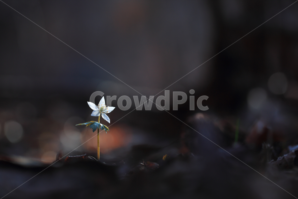 야생화,너도바람꽃,별꽃,봄꽃,봄,보케,wildflower,starflower,spring,식물,자연,plants,nature,꽃,flower