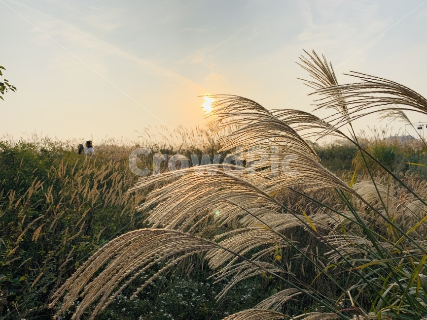 갈대,sunset,autumn,fall,하늘공원,갈대숲,갈대밭,벼,보리,가을,선셋,가을,계절,fall,autumn,season,식물,자연,plants,nature,plant,grass,잔디,lawn,reed