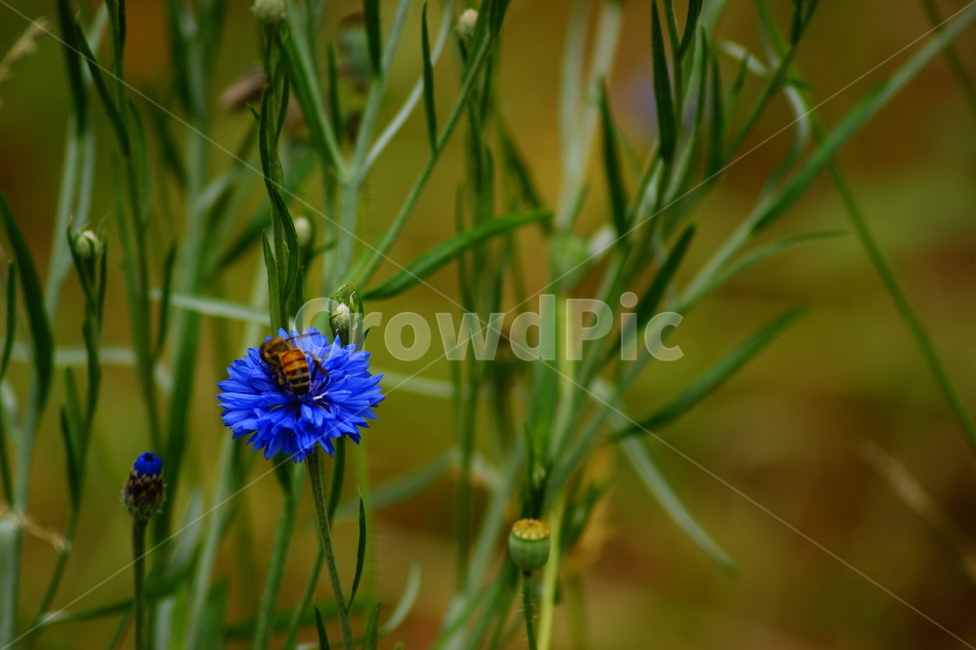 plant,식물,수레국화,벌,bee