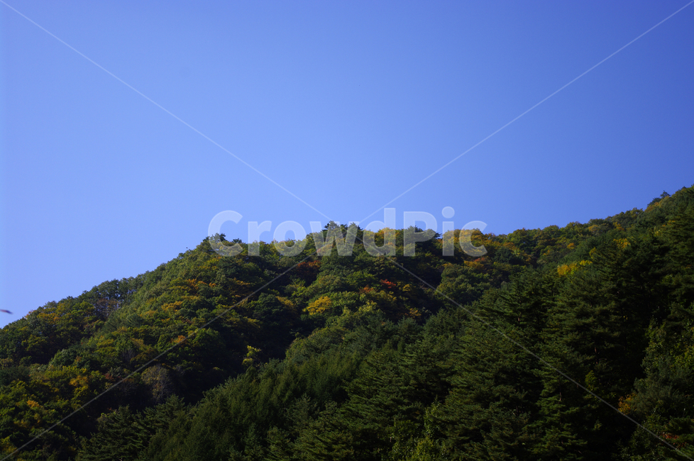 하늘,산,숲,나무,풍경,자연,풍경,nature,landscape,outdoors,옥외,tree,plant,식물