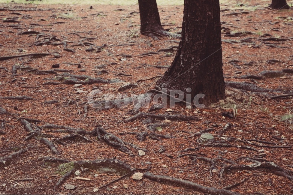 나무,나무뿌리,tree,가을,낙엽,텍스처,질감,패턴,texture,pattern