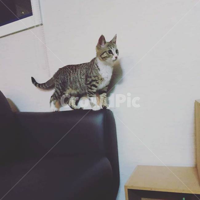 고양이,아깽이,짐승,미묘,아기고양이,동물,animal,포유류,mammal,고양이,cat,kitten,kitty