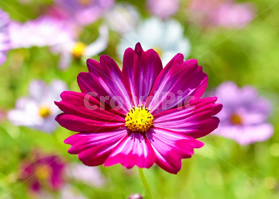 plant,식물,pollen,화분,꽃,꽃잎,코스모스,가을,진분홍,가을,계절,fall,autumn,season,식물,자연,plants,nature,꽃,flower