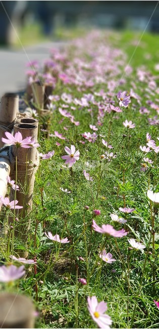꽃,가을,코스모스,자연,식물,울타리,flower,nature,서정,감성,순수,분홍색,pink,green,autumn,가을,계절,fall,autumn,season,식물,자연,plants,nature,꽃,flower,plant
