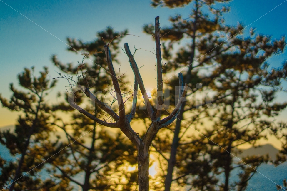 나무,노을,거제도,바다,태양,식물,자연,plants,nature