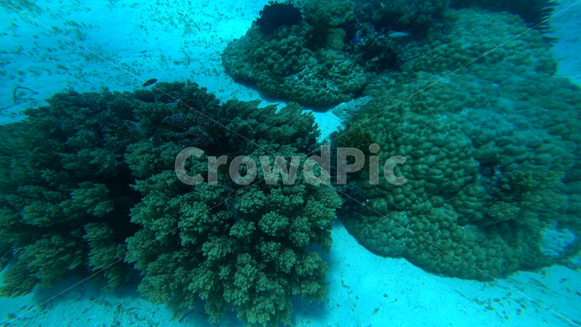 water,물,sea,바다,nature,자연,ocean,대양,해양생물,reef,암초,animal,동물,scubadiving,스쿠버다이빙,sport,스포츠,해양스포츠,sealife,산호초,coralreef