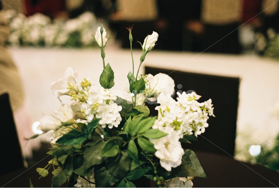 결혼식,버진로드,꽃장식,필름사진,결혼식장,식물,자연,plants,nature,꽃,flower,실내용화초,화분,화초,house plant,감성,sensible,feeling,인테리어,실내디자인,interior design