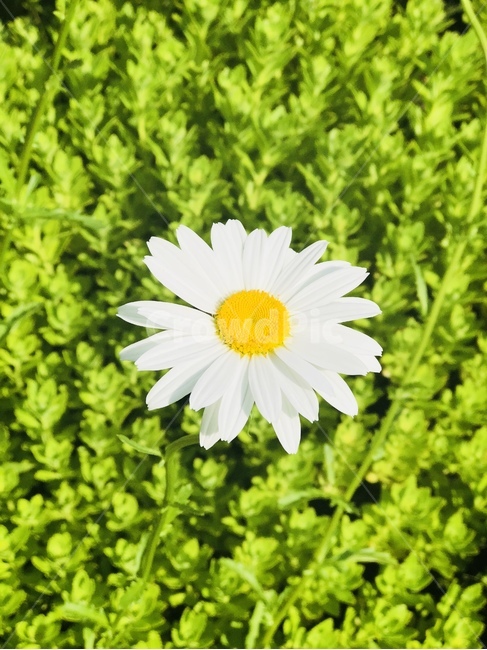 plant,식물,flower,꽃,daisies,blossom,daisy,데이지,민들레,들꽃,야생화,꽃한송이,한송이,노란꽃,하얀꽃,초록풀,풀