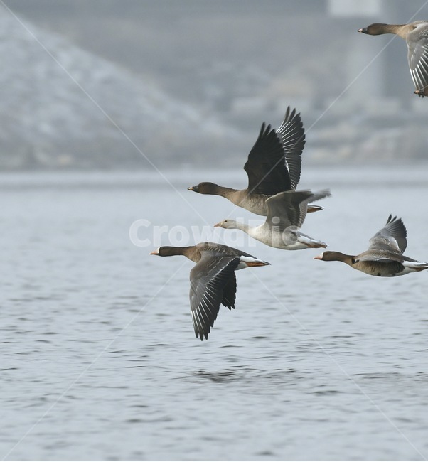비상,기러기,철새,수원,수원저수지,동물,animal,조류,새,birds