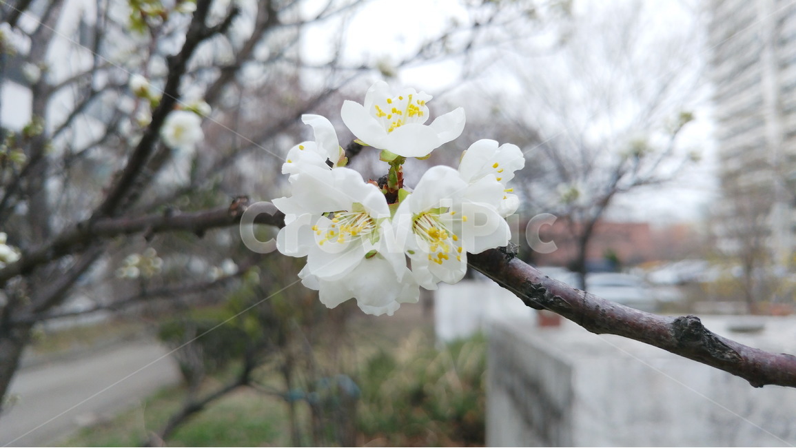 벚꽃,봄,흰색,자연,생명,새싹,봄,계절,spring,season,식물,자연,plants,nature,꽃,flower,plant