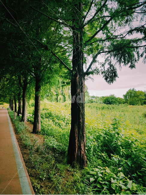 tree,나무,treetrunk,나무줄기,plant,식물,outdoors,옥외,자연,풍경,nature,landscape,tree trunk,나무 줄기