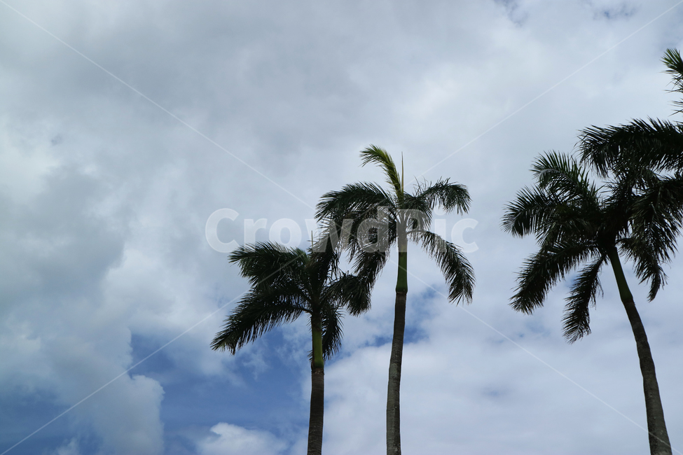 야자수,야자나무,하늘,구름,괌,palmtree,sky,cloud,자연,풍경,nature,landscape,tree,나무,plant,식물,palm tree