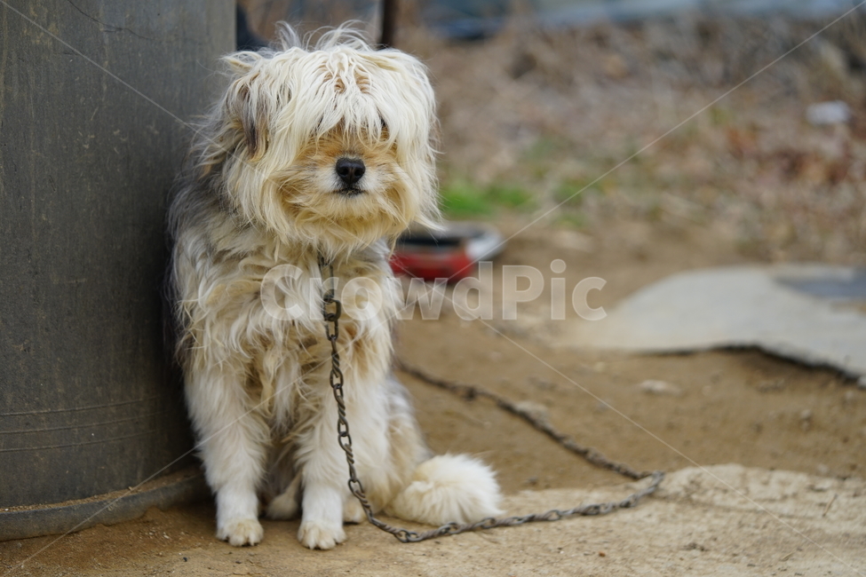 강아지,개,동물,애니멀,애완동물,dog,반려견,동물,animal,포유류,mammal,개,강아지,dog,doggy