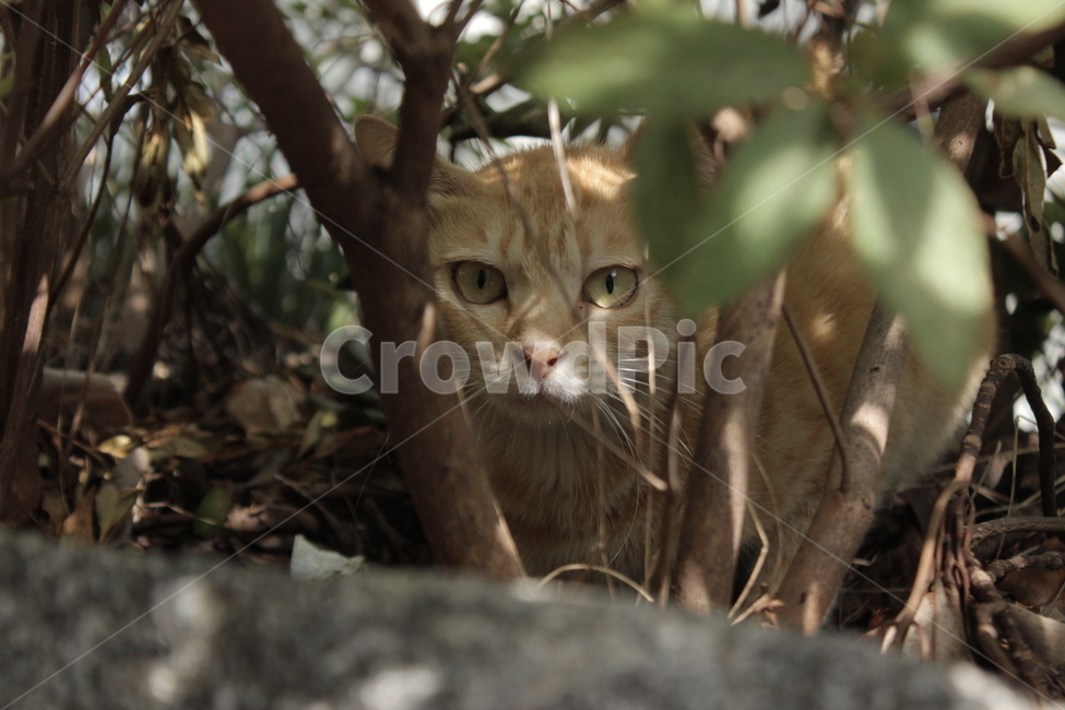 Cheese cat,stray cat,cat,animal,tricolor cat