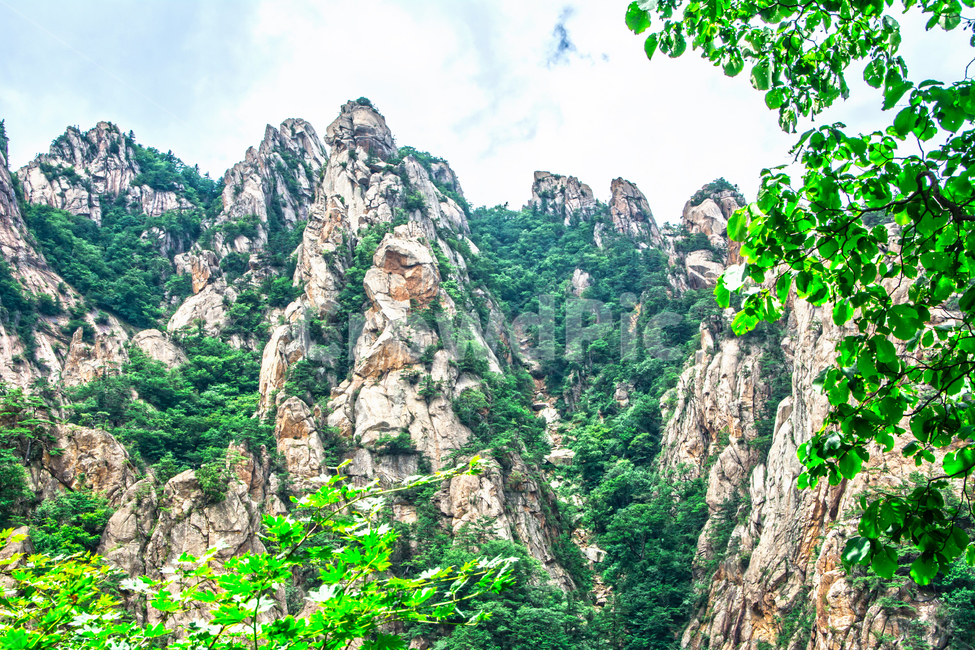 설악산,공원,국립공원,여름,tree,나무,plant,식물,자연,풍경,nature,landscape