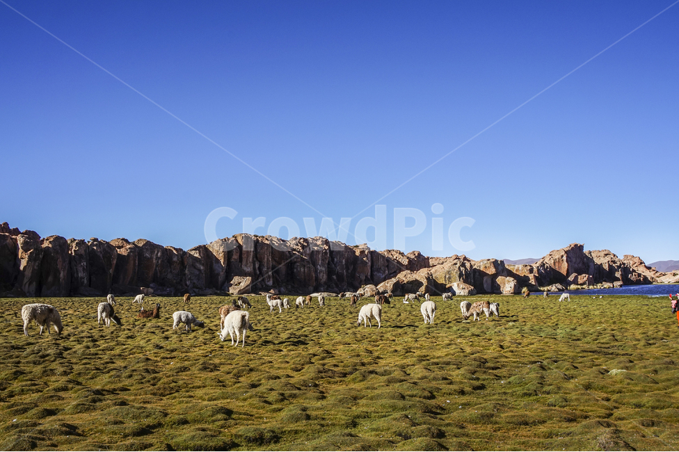 남미,볼리비아,호수,풍경,라마,자연,풍경,nature,landscape,해외,외국,세계,foreign,oversea,world,세계자연풍경,해외자연풍경,외국자연풍경,world nature landscape,동물,animal,포유류,mammal,field,들,grassland,목초지,outdoors,옥외