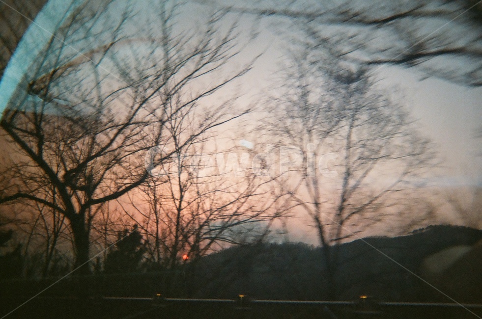 노을,저녁,풍경,핑크빛,나무,자연,풍경,nature,landscape